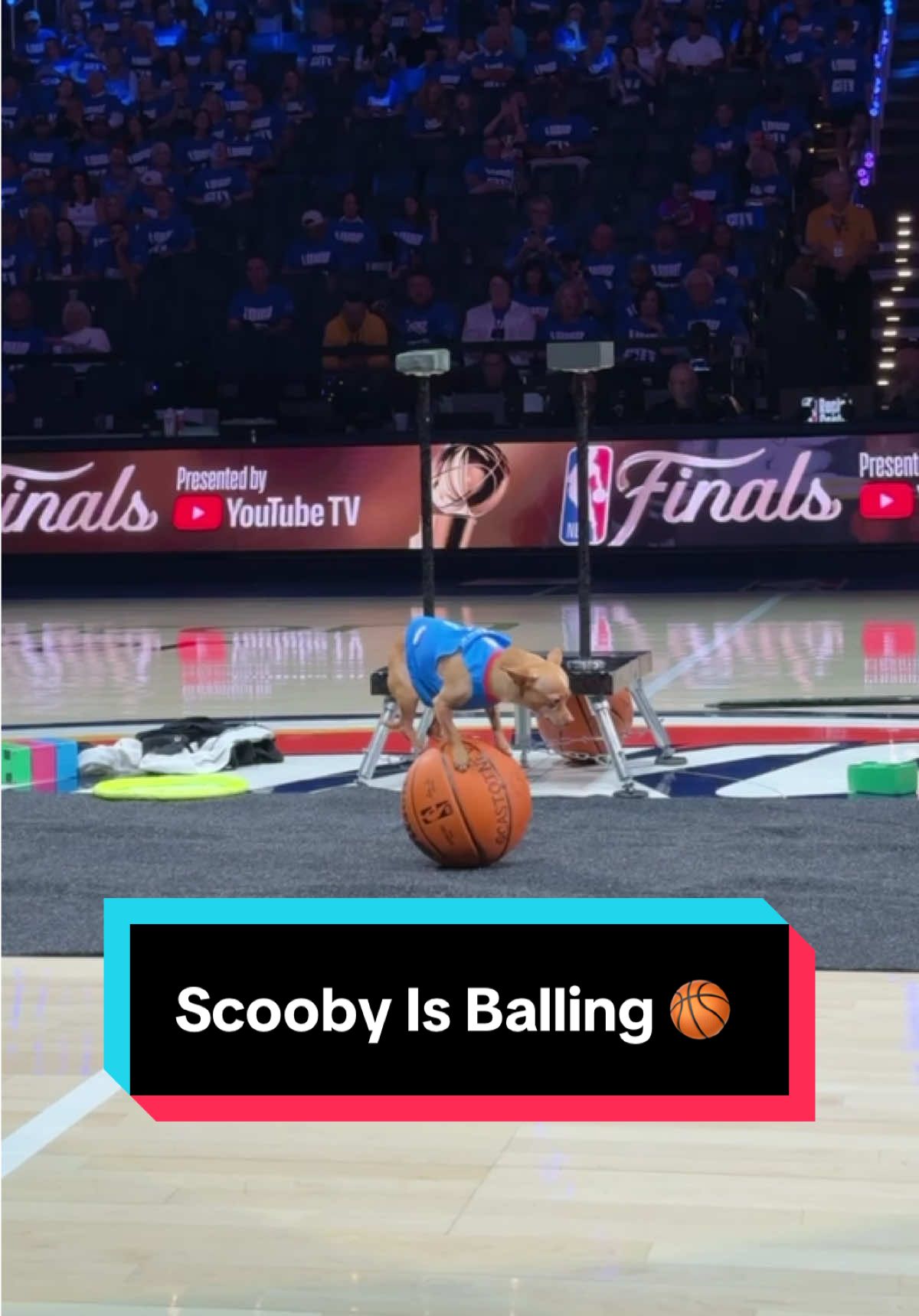 Scooby putting on quite the performance 👏 