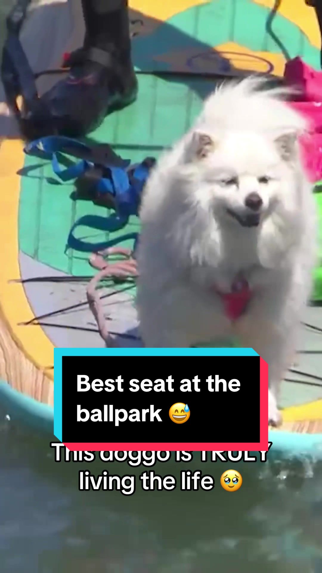 You never know what you’ll see out on McCovey Cove 🥹 